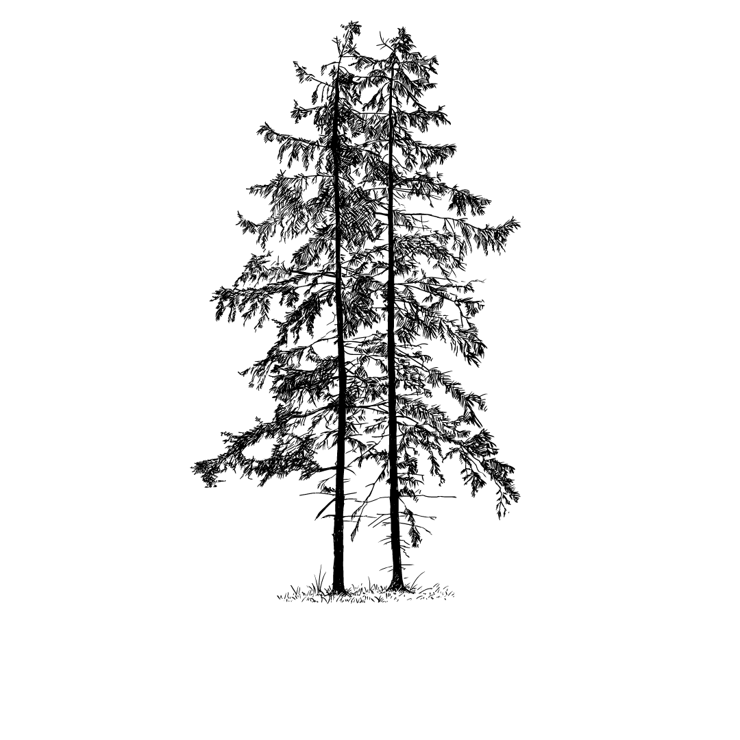 Fichten